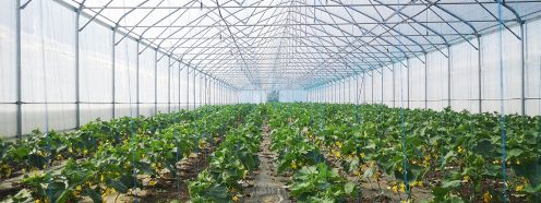 Large greenhouse with cucumber plants | Pipelife