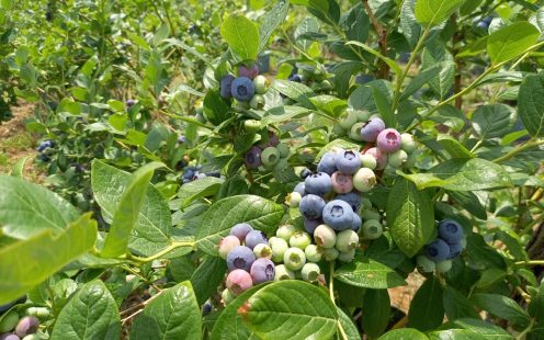 Blueberry Field Irrigation in Serbia