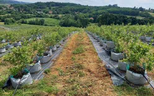 Blueberry Field Irrigation in Serbia