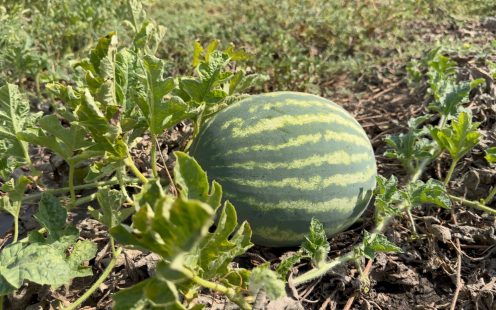 Leading watermelon producers and wholesalers in Ialomita County, Romania