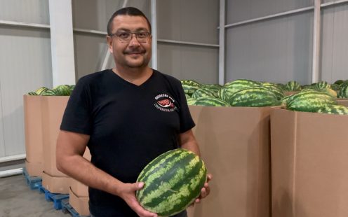 Leading watermelon producers and wholesalers in Ialomita County, Romania