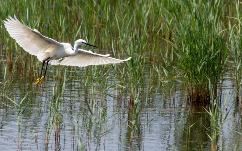 Little Egret (Egretta garzetta) flying between the reeds at the nature conservation site Poda. With 265 bird species observed, Poda is considered one of the richest ornithological sites in Europe.