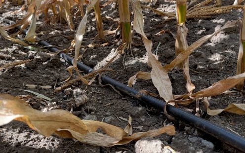Sprinkler vs. Drip Irrigation for Corn Farming: A Case Study