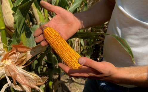 Sprinkler vs. Drip Irrigation for Corn Farming: A Case Study